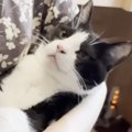 猫を保護してから８年、ずっと拒否されてきたけど…ついに訪れた『感動…