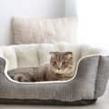 猫が『猫用ベッド』で寝てくれないときの理由5つ　使ってもらうための対処…