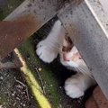 道の駅で鳴いていた子猫が保護された結果…『目を見張る成長ぶり』が感…