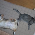 飼い主に置き去りにされた猫と、飼い主の元から逃げ出してきた猫