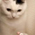猫と子どもがやけに静かだなと思ったら…あまりにも予想外な『モノを見…