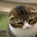 ショック！袋で遊びたかっただけなのに襲われちゃった猫さん