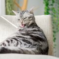 猫たちがひそかに大切にしている『自分ルール』3選　じゃますると嫌が…