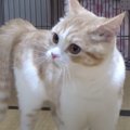 オラオラと歩き回る猫…突然の『やんのかステップ』を行う光景が最高す…