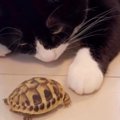 猫が新しく家族に加わった『亀』と初めて対面した結果…心温まる反応と尊す…