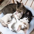 猫が『猫団子』になって眠る3つの理由！飼い主が注意すべき点とは？