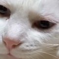 猫といういきものが分からなくなってきた…『ポーズ』を見てみると？→…