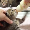 生後15日を迎えた子猫たちの『ミルクタイム』…思わず笑みがこぼれる『尊い…