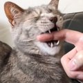 猫の飼い主の『やるやる』10個を集めてみた結果→「分かりすぎて辛い」…