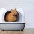 猫の『ウンチが臭い』時の原因３つ