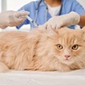 本当に大丈夫？FIPの愛猫に「人間のコロナ治療薬」を与える人が増加中　中国