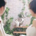 ウエディングフォトの練習をたくさんした猫→『本番』になった結果…爆笑の…