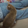 遊んでいる途中に飼い主が倒れたら猫ちゃんはどうする？！