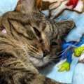 赤ちゃん用の電動ベッドで『くつろぐ猫』→スイッチを入れてみたら…まさか…