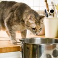 猫がカレーを舐めてしまった時の対処法２つ！最悪の場合、どんな症状…