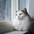 猫が『天気・気圧の変化』によって受ける影響3つ　表れる行動の変化から対…