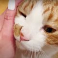 兄妹勢揃い！猫ちゃんたちの幸せタイム♪