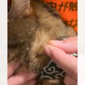 猫の毛がたくさん抜ける時期→飼い主さんが引っ張ってみると…中毒性あ…