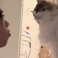 目の前に座っていた猫にふーっと『息を吹きかけてみたら』…予想外の『可愛…