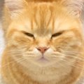 眠そうにしている猫に『ごはん』と言ってみた結果…まさかの可愛すぎる反応…