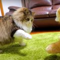 ライオンVS猫ちゃん！勝つのはどっち？