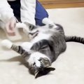 お兄ちゃんに『転がされる猫』→もっとやってほしくて…思わずニヤける『可…