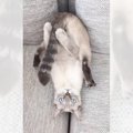 『見えてませんよ…』某有名芸人のマネをした猫が"可愛すぎる"と…