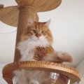 キャットタワーに登った猫→ボウルの中に足を入れると…まさかの『座り方』…