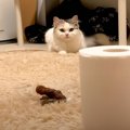 猫は『かりんとう』が落ちていたら勘違いする…？検証の様子に爆笑の声…