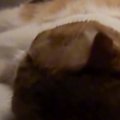部屋を移動するため眠っている猫に声をかけた飼い主→『全く反応が無く…