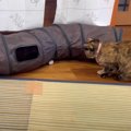 『保護色の猫を探せ！』クイズを出題してみた結果…全然見つからない姿に悔…