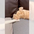 猫流の「愛のムチ」！！「ぜひ打たれたい」「ネコハラ最高！」とネッ…