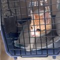 『道路をウロウロと彷徨っていた猫』を保護したら…翌日の『驚きの展開』が…