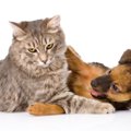 猫と犬はどんな時に喧嘩する？仲良く同居する方法