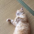 愛猫のために準備しておきたい夏アイテム5選！