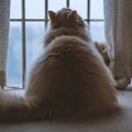 『留守番中の猫』が感じているであろう、5つのホンネ　意外と気にしていな…