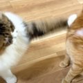 猫2匹の『ナイトルーティン』を紹介してみたら…あまりにも『漫才すぎるや…