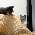 まさかのトラブル発生！？猫ちゃんたちのお留守番