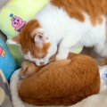 ぐっすり寝ているネコ→同居ネコが顔を寄せて…あまりにも愛おしい『ず…
