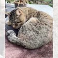 庭にやってくる野良猫の『寝床』がレベルアップしていった結果…『最終…