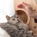 猫が『まったく信用できない人』に見せる態度4選　思い当たる節があっ…