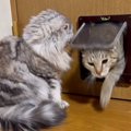 猫ドアの前で待機していた猫→『2匹の同居猫』がやって来ると…理不尽す…