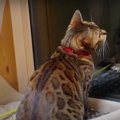 窓の外の虫に大興奮！全力で挑む猫ちゃん