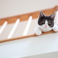 猫と『やたらと目が合う』3つの理由　視線を送ってくる意味や適切な対応