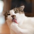 猫パンチが飛んで来るかも？猫にちょっかいを出してはいけない時５つ