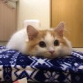 ふわっふわ♡『鬼ほどかわいい問題』を引き起こす子猫さん！