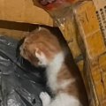 運動会の最中に夫から『置き去りにされた子猫がいる』とLINEがきて…感動の…