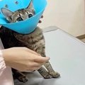 子猫が『注射』されることを察した結果…可愛すぎる"後ずさり&quo…