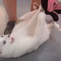 久しぶりのベランダ！グルーミングのやり過ぎに怒る猫ちゃんたち