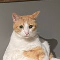 帰宅したら机の上でネコが……飼い主さんが恐怖を感じた『まさかの姿』が66…